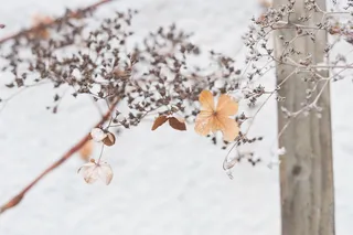 特写照片，棕色，枯萎，花朵，选择性，聚焦，摄影，花瓣
