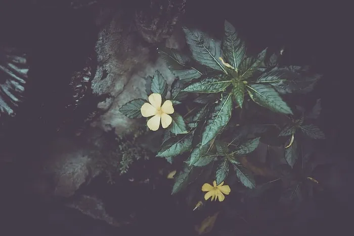 5-art，花卉装饰，花卉装饰，花卉卡片