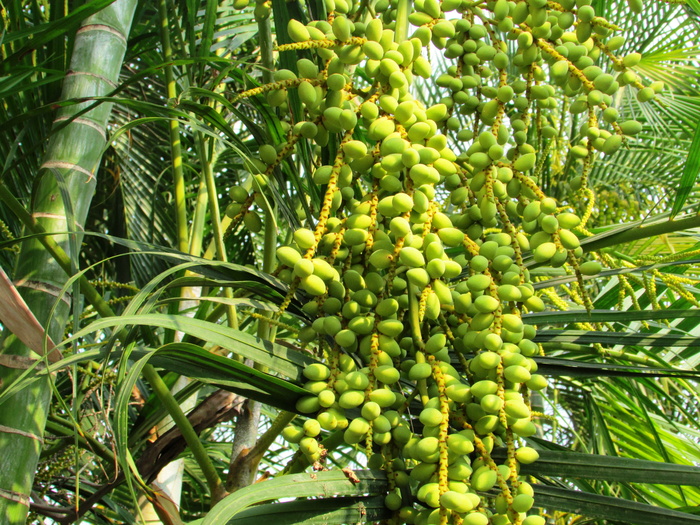 海枣, 棕榈树, 凤凰 Dactylifera, 日期, Shimoga, 印度, 绿色, 未成熟