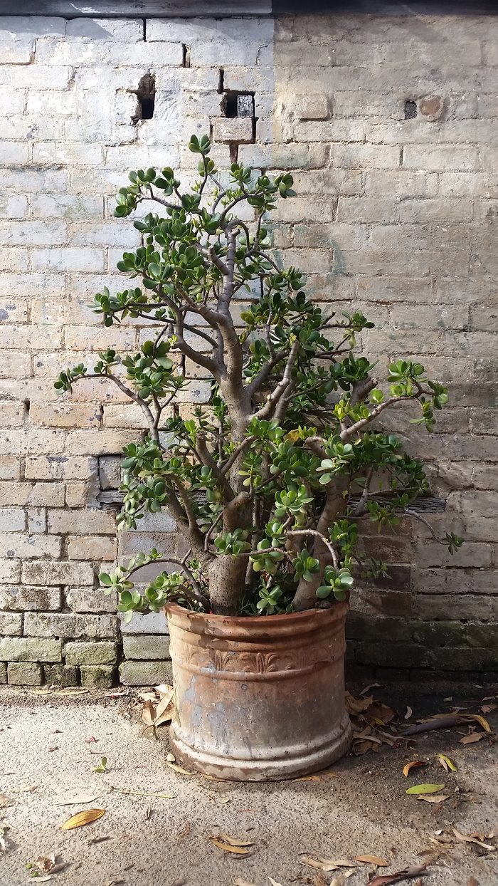 牡蛎，盆栽植物，金钱树，肉质，乡村，墙，砖，植物
