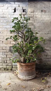 牡蛎,盆栽植物,金钱树,肉质,乡村,墙,砖,植物 牡蛎,盆栽植物,金钱树,肉质,乡村,墙,砖,植物