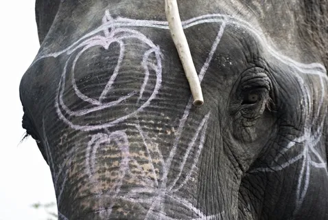 大象、眼睛、脸、动物、装饰品、亚洲、近景、肖像