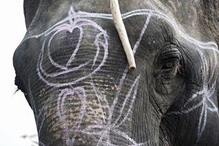 大象、眼睛、脸、动物、装饰品、亚洲、近景、肖像