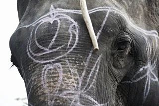 大象、眼睛、脸、动物、装饰品、亚洲、近景、肖像