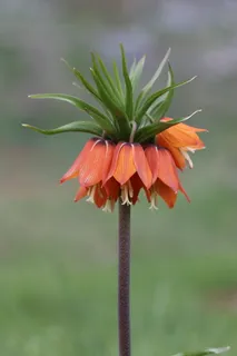 郁金香,反向,郁金香,花,植物,反向郁金香,自然土耳其,关闭 郁金香,反向,郁金香,花,植物,反向郁金香,自然土耳其,关闭