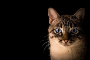 猫，动物，小猫，宠物，眼睛，胡须，耳朵，家养