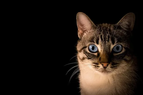 猫,动物,小猫,宠物,眼睛,胡须,耳朵,家养 猫,动物,小猫,宠物,眼睛,胡须,耳朵,家养