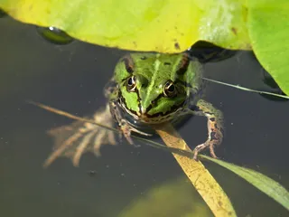 青蛙，花园池塘，睡莲垫，努帕普米拉叶，生物群落，水蛙，青蛙池塘，一种动物