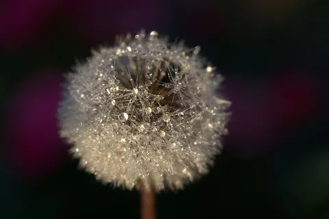 模糊、微距、蒲公英、植物群、特写、精致、柔和、聚焦