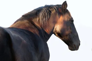 照片, 棕色, 马, 种马, 头, 脸, 鬃毛, 动物