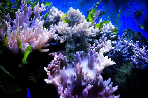 群集,各色珊瑚,水下,珊瑚,水,颜色,石头,水族馆,水 群集,各色珊瑚,水下,珊瑚,水,颜色,石头,水族馆,水