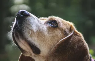 动物，狗，宠物，可爱，可爱，美丽，品种，狗
