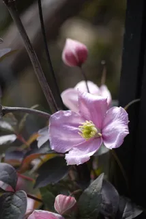 简单、粉色、花朵、sums、花园、花朵、植物、开花植物 简单、粉色、花朵、sums、花园、花朵、植物、开花植物