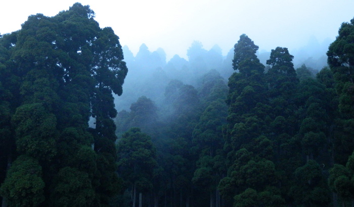 森林摄影