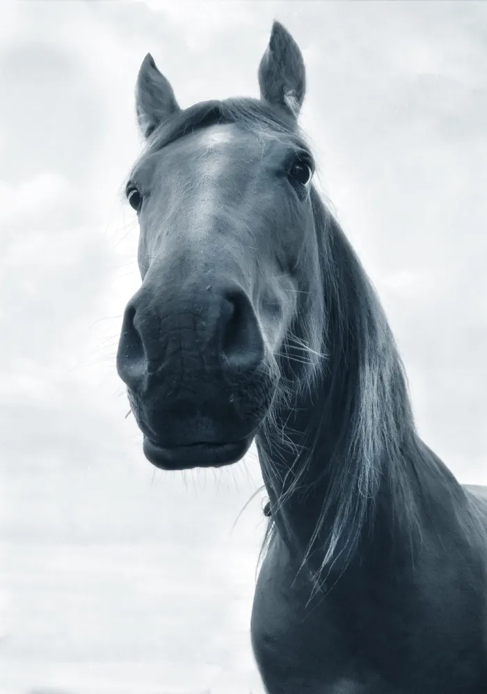 马, 黑与白, 自下而上, 哺乳动物, 动物, 动物主题, 家养动物, 国内