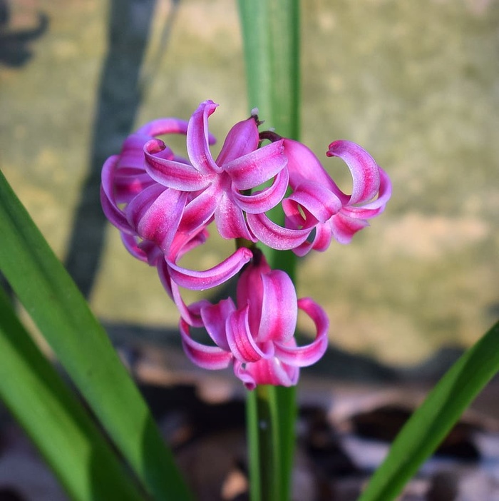 粉色，风信子，花朵，花朵，粉色风信子，风信子，花朵，花朵，球茎