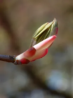 春天,时间,醒来,植物,花,生长,特写,开花植物 春天,时间,醒来,植物,花,生长,特写,开花植物