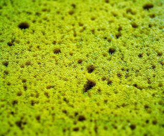 附件, 浴, 沐浴海绵, 沐浴, 清洁, 清洁海绵, 设备, 家庭