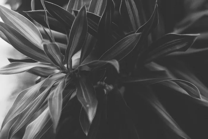 自然，黑白，植物，叶片，墨，形状，历史，叶子