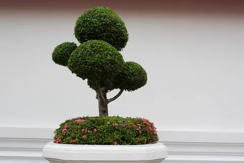 盆景植物,白色,墙壁,盆景,树,bäumchen,绿色,叶子 盆景植物,白色,墙壁,盆景,树,bäumchen,绿色,叶子