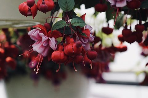 红、绿、粉、花瓣、叶、花、花、自然