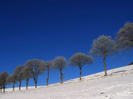 冰，白霜，寒冷，雪，冬天，草地，篱笆，树