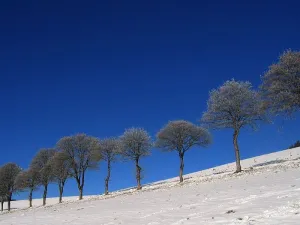 冰，白霜，寒冷，雪，冬天，草地，篱笆，树