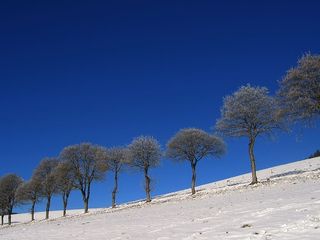 冰，白霜，寒冷，雪，冬天，草地，篱笆，树