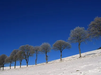 冰,白霜,寒冷,雪,冬天,草地,篱笆,树 冰,白霜,寒冷,雪,冬天,草地,篱笆,树