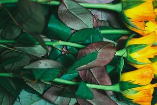 美丽，开花，开花，开花，明亮，颜色，环境，植物