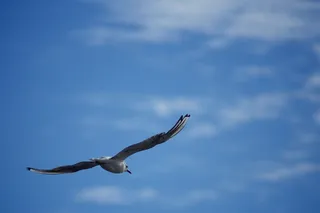 鸟，飞，dom，天空，蓝色，翅膀，云，动物