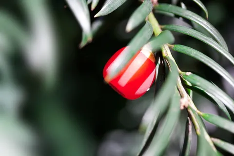 红豆杉，红豆杉，植物，灌木，长春花，红豆杉科，针叶树