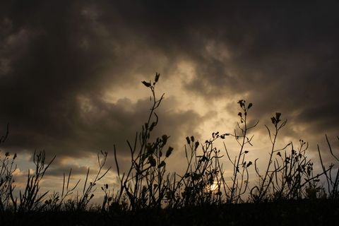 立陶宛，阳光，树木，天空，云天，自然之美，植物，日落