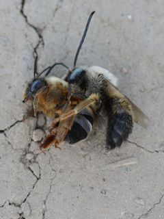 蜜蜂，斗争，昆虫纲，逃跑，杀戮，对抗，动物主题，动物