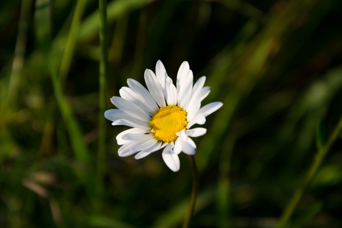 甘菊花