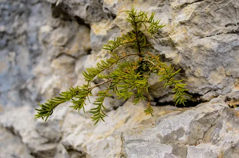 植物、岩石、石头、自然、森林、绿色、墙壁、污垢 植物、岩石、石头、自然、森林、绿色、墙壁、污垢