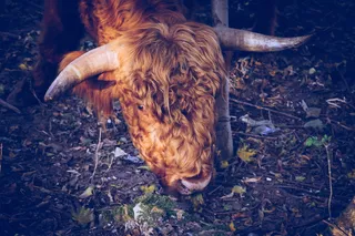 棕色野牛的浅聚焦摄影