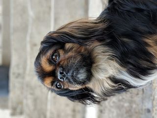 法国，Follinville dennemont，7僵局保罗·伯特，teampixel，藏式猎犬，特写，狗，狗
