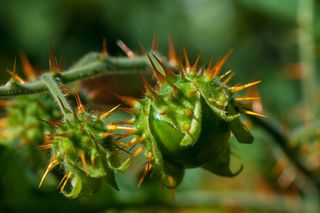 荔枝，番茄，宏，植物，花，荔枝番茄，宏摄影，幼果
