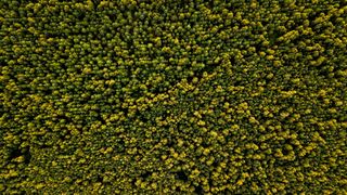 绿色, 林地, 木, 森林, 树, 鸟瞰图, 壁纸, 树梢