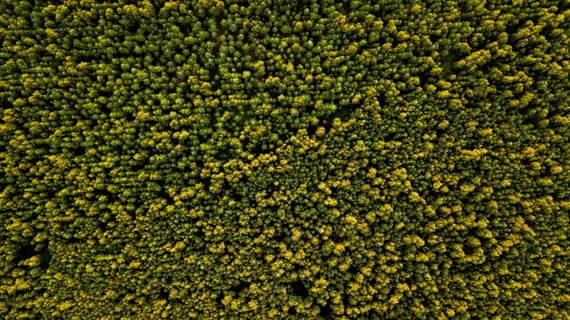 绿色, 林地, 木, 森林, 树, 鸟瞰图, 壁纸, 树梢 绿色, 林地, 木, 森林, 树, 鸟瞰图, 壁纸, 树梢