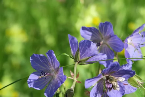 花,开花,开花,自然,紫色,自然之美,脆弱,花瓣 花,开花,开花,自然,紫色,自然之美,脆弱,花瓣