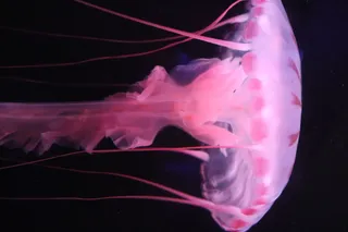 粉红色的水母插图, 海蜇, 动物, 海上生活, 无脊椎动物, 鱼, 水族馆, 粉红色