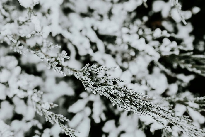 雪树特写