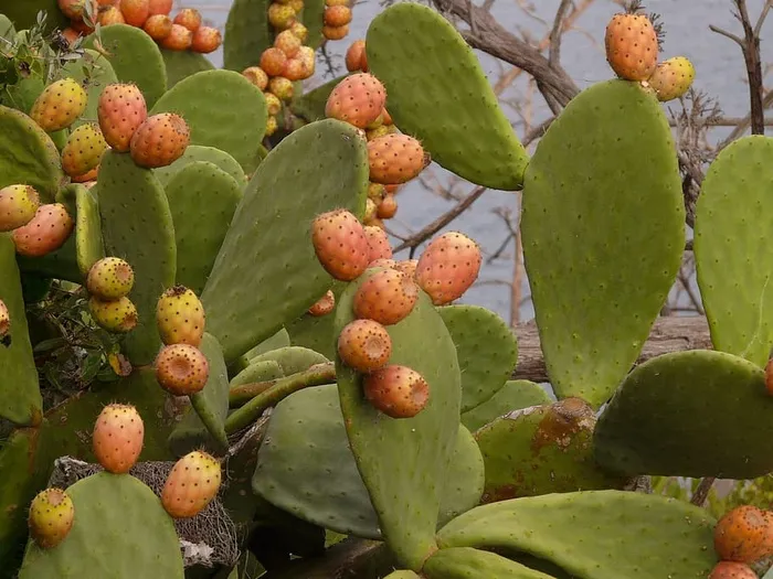刺梨、仙人掌、无花果、水果、红色、食用、植物、仙人掌