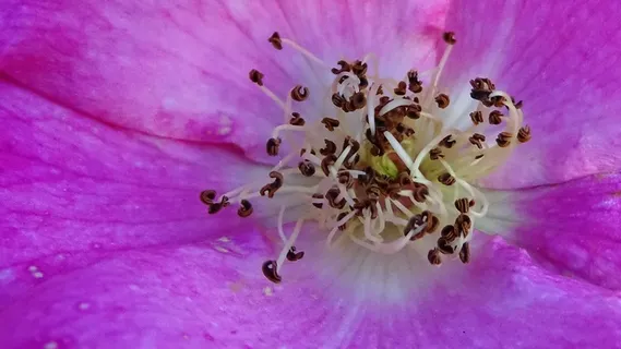 花,种子,淡紫色,植物,植物学,开花植物,脆弱性,脆弱性 花,种子,淡紫色,植物,植物学,开花植物,脆弱性,脆弱性