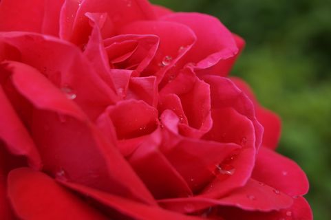 玫瑰、露珠、摩根托、自然、滴水、花朵、露珠、特写 玫瑰、露珠、摩根托、自然、滴水、花朵、露珠、特写