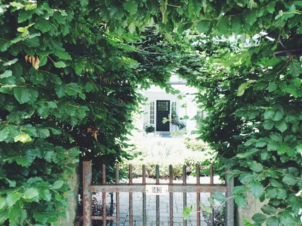 加拿大，尼亚加拉湖上，树，房子，灌木，白色，植物，树