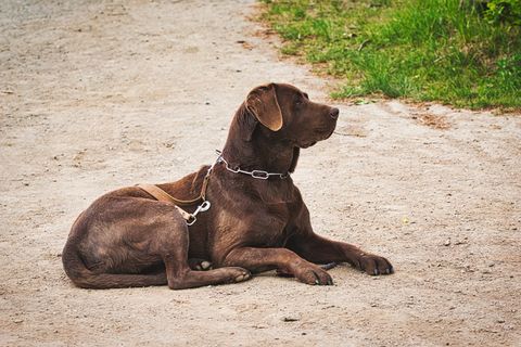 狗，宠物，散步，动物，友谊，肖像，迷人，在一起