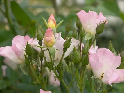 花,玫瑰,花园,自然,花卉,花朵,粉色,园艺 花,玫瑰,花园,自然,花卉,花朵,粉色,园艺